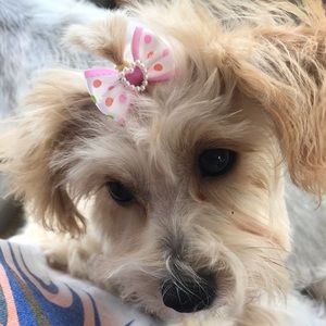 Meet your Posher, Donna